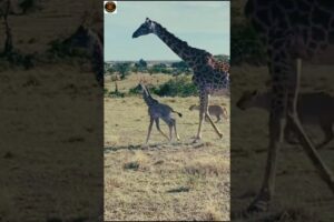 Lion Hunts Giraffe – Impossible Kill Caught on Camera | lion hunting giraffe