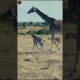 Lion Hunts Giraffe – Impossible Kill Caught on Camera | lion hunting giraffe