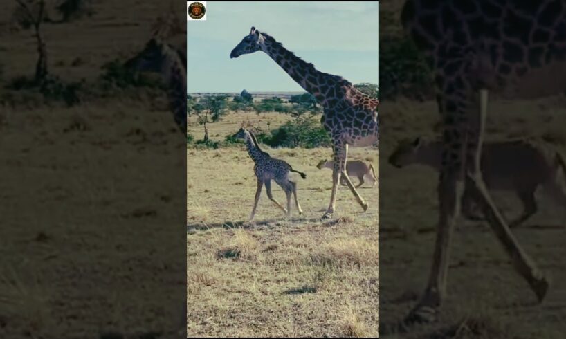 Lion Hunts Giraffe – Impossible Kill Caught on Camera | lion hunting giraffe