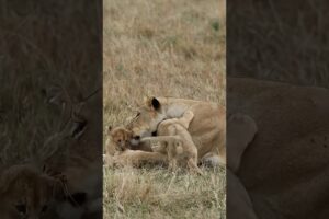 Lion cubs playing with mom 😍 #wildlife #wildlifeentertainment #viral #animals