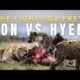 Lion vs Hyena | animal planet in Hindi | Wildlife documentary in Hindi | National Geographic Hindi