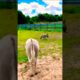 “Little donkeys playing around while staying close to their mother ❤️🐴 #motherlove #goviral #grow