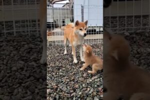 Lovely Cute Puppies and Dog #shorts