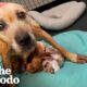 Mama Dog Dumped At The Shelter Walks Herself Into A Better Life | The Dodo
