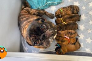 Mama Dog Finally Gets To Raise Her Puppies After Rescue | Cuddle Buddies