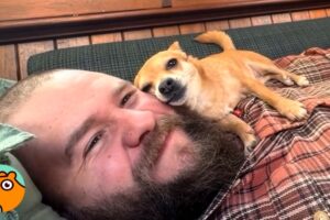 Man Adopts Tiny Chihuahua. Now She’s Glued To Him 24/7 | Cuddle Buddies