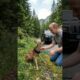 Man Rescues a Baby Deer Trapped With a Tire Around Its Neck