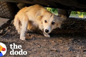 Man Saves Tiny Dog Who Was Found Beat Up Under A Car | The Dodo
