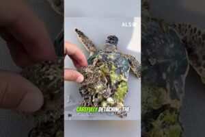 Man helped turtle clean up barnacles #shorts