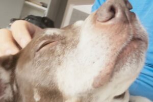 Man helps stray dog find a home. 12 years later he gets a phone call.