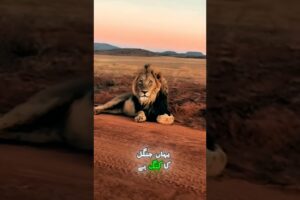 Masai Mara Dangerous Animal Fights | Lion vs Hyena Real Battle | #wildlife #lion #nature