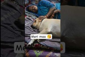 Meri Maa 😘 #shorts #youtubeshorts #ytshorts #labrador #dog #cute #puppies