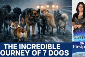 Missing Dogs in China Go Viral After 17 Km Journey Home | Vantage with Palki Sharma