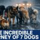 Missing Dogs in China Go Viral After 17 Km Journey Home | Vantage with Palki Sharma