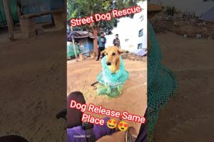 Morning Same Place Dog Release Time #dog #release #streetdogrescue #pets #animals #ytshorts
