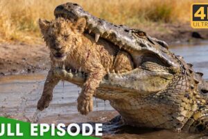 Most Brutal Survival Battles in Africa (FULL EPISODE) | Nature Animal Documentary