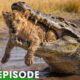 Most Brutal Survival Battles in Africa (FULL EPISODE) | Nature Animal Documentary