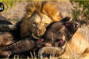 Most Horrific Animal Fights In The Wild Caught On Camera | Wild Animals