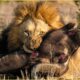 Most Horrific Animal Fights In The Wild Caught On Camera | Wild Animals