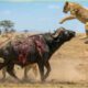 Most Incredible Moments When Deadly Horns Crush Lions! | Wild Animals