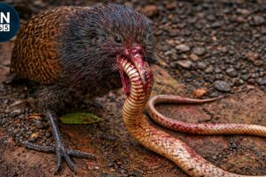 Most Intense Snake Hunt Fail Moments Ever Filmed | Animal Fights