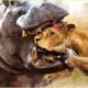 Most Ruthless Animal Fights In The Wild Caught On Camera | Wild Animals