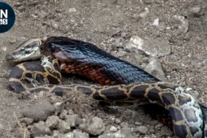 Most Shocking Snake Cannibal Fails Ever Recorded in the Wild | Animal Fights