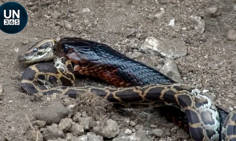 Most Shocking Snake Cannibal Fails Ever Recorded in the Wild | Animal Fights