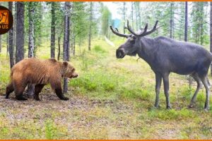 Most Terrifying Grizzly Bear Attacks Ever Recorded | Wild Animals