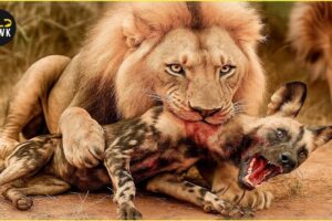 Most Terrifying LION Attacks Caught on Camera | Wild Animals