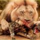 Most Terrifying LION Attacks Caught on Camera | Wild Animals