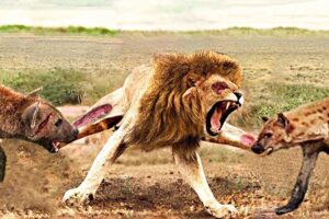 Most Terrifying Lion Attacks Ever Caught on Camera | Animal Fights