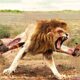 Most Terrifying Lion Attacks Ever Caught on Camera | Animal Fights