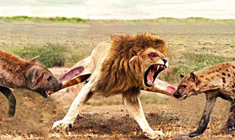 Most Terrifying Lion Attacks Ever Caught on Camera | Animal Fights