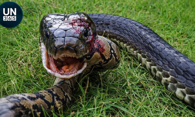 Most Terrifying SNAKE Attack Caught on Camera | Animal Fights