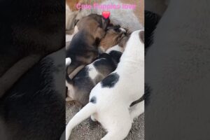 Mother Dog’s Pure Love 🐶❤️ Feeding Her Babies#cute #puppies #youtubeshorts #viralvideo