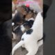 Mother Dog’s Pure Love 🐶❤️ Feeding Her Babies#cute #puppies #youtubeshorts #viralvideo