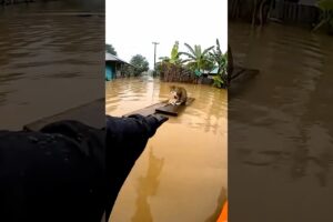Mother cat and kittens rescued from flood #cat #rescue #flood #help #animals