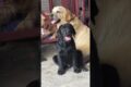 My Labrador Gave Birth to Cute Puppies 🐶🥺 | Emotional Journey ❤️