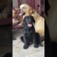 My Labrador Gave Birth to Cute Puppies 🐶🥺 | Emotional Journey ❤️