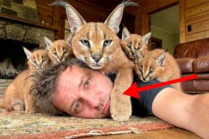 My Wild Guest became a HOST! Rescued Caracal moved her Babies in!