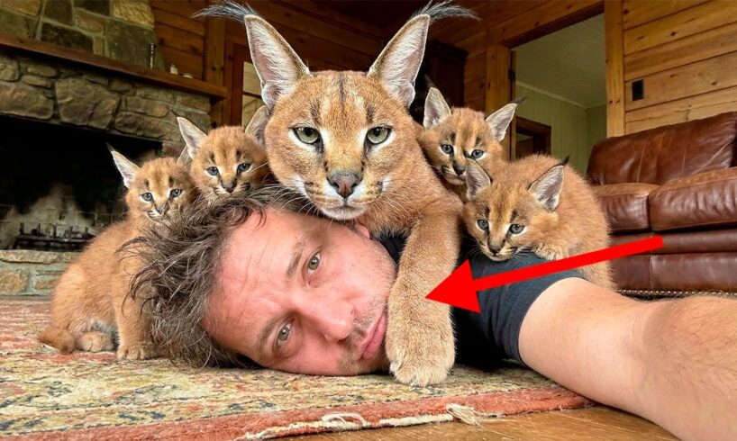 My Wild Guest became a HOST! Rescued Caracal moved her Babies in!