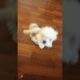 My cutest little puppy #cute #puppies ##cutepuppy #shortvideo #shorts #short #shortsfeed