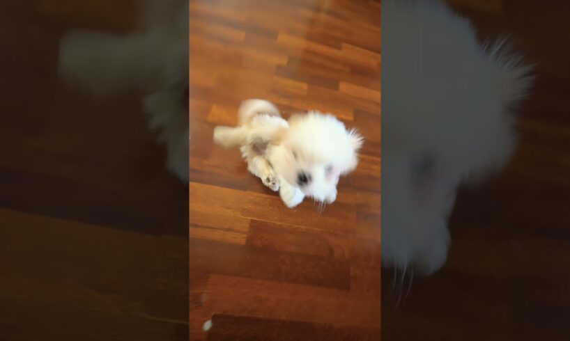 My cutest little puppy #cute #puppies ##cutepuppy #shortvideo #shorts #short #shortsfeed