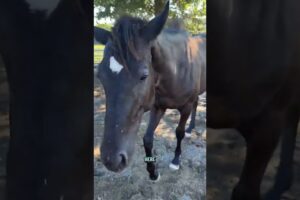 My yearling horse destroyed his new ball he was playing with! #horse #farmanimals #equestrian