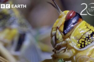 Nature's Incredibly Adapted Animals | 20 Years of Planet Earth | BBC Earth