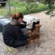 New Dog Mommy and Puppies First Time at the Shelter - Takis Shelter