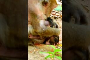 Newborn Baby Monkey Sleep Peacefully While Breastfeeding #shorts #family #monkey #animals