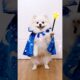 Nico has always had magic #funny #pets #smartnico #cute #funnydogs