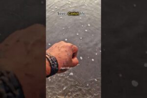 One small act  lives saved.💙😢 #viral #catfish #sea #ocean #viralvideo